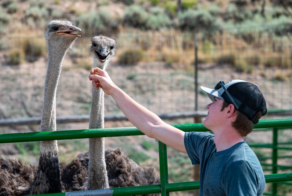 How an Eagle County student hopes to grow 4-H participation with an unlikely bird - Vimarsana News